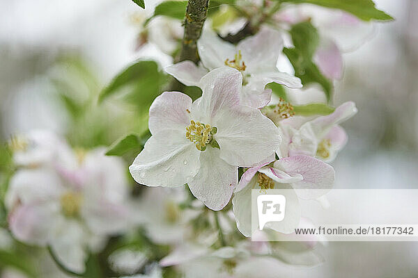 Close-up of Apple (Malus domestica) Blossoms in Spring  Bavaria  Germany
