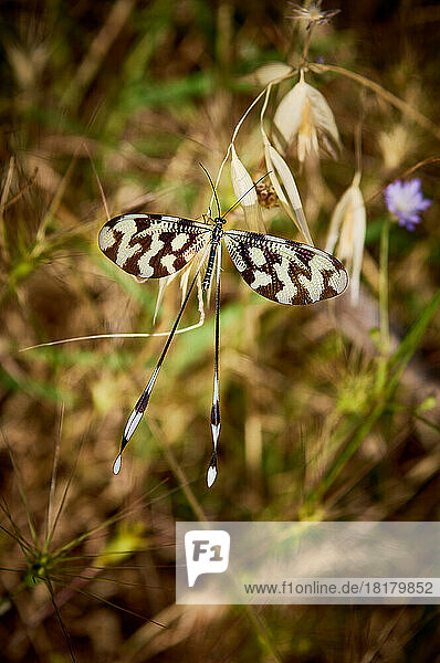 Schwalbenschwanzhaft (Nemoptera sinuata)  Perge  Antalya  Türkei |Thread-winged lacewing or spoonwing lacewing (Nemoptera sinuata)  Perge  Antalya  Turkey|