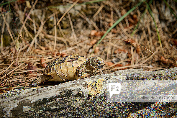 Baby Schildkroete  Maurische Landschildkroete  (Testudo graeca terrestris) Tuerkei |cute Baby tortoise  Spur-thighed tortoise  (Testudo graeca terrestris) Turkey|