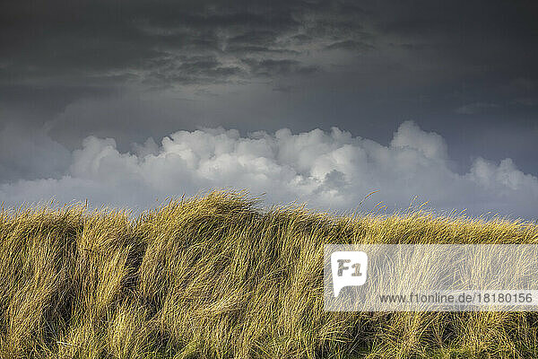 Dramatischer Wolkenhimmel über vom Wind zerzausten Strandhafer  der auf dem Roten Kliff in Kampen /Sylt wächst