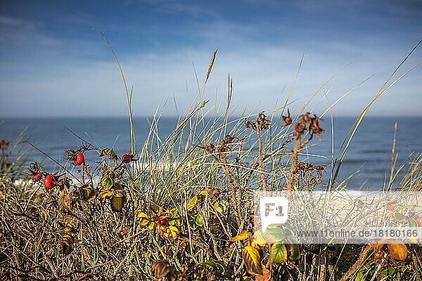 Blick durch Dünengräser und Kamtschatka-Rosen mit leuchtend roten Hagebutten auf die Nordsee vor Wenningstedt/Sylt  sonnig