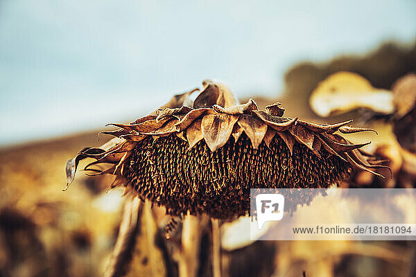 Kopf einer getrockneten Sonnenblume  die auf dem Feld wächst
