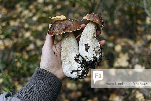 Hand of senior woman holding porcini mushroom