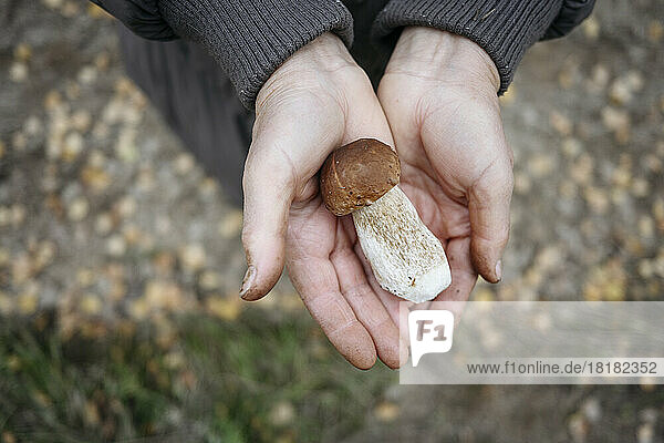 Hands of senior woman holding porcini mushroom