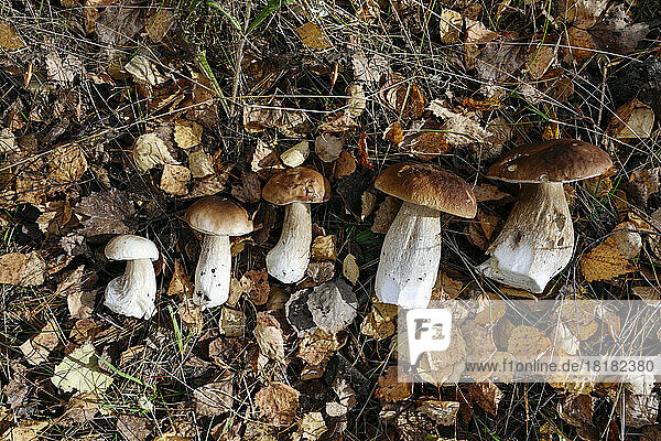 Porcini mushrooms on autumn leaves