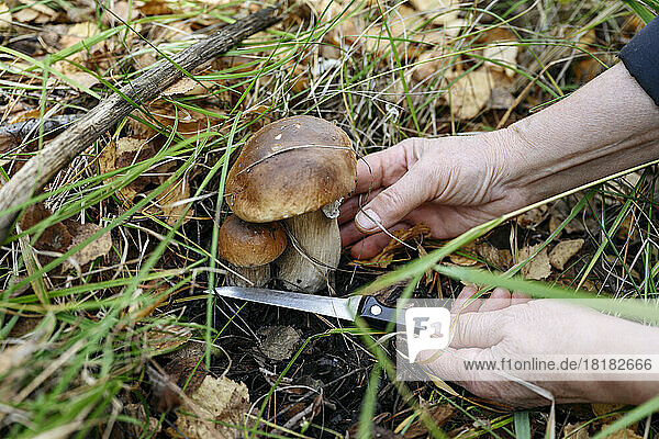 Hände einer älteren Frau  die im Wald Pilze schneidet