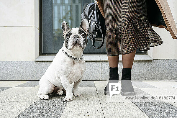 Woman with french bulldog sitting on footpath