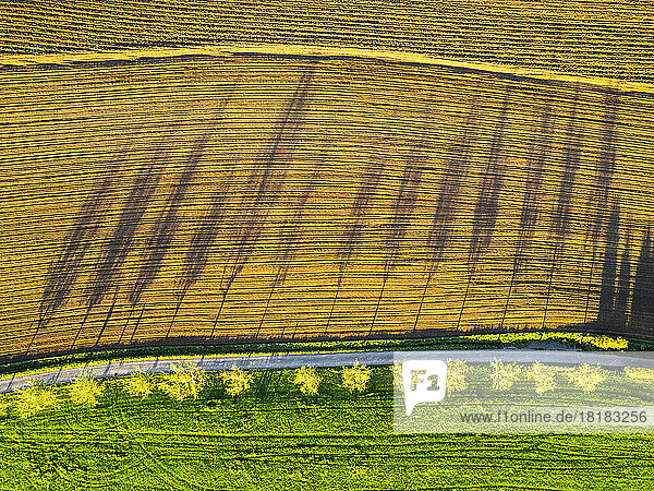 Germany  Baden-Wurttemberg  Drone view of trees casting shadows on plowed field