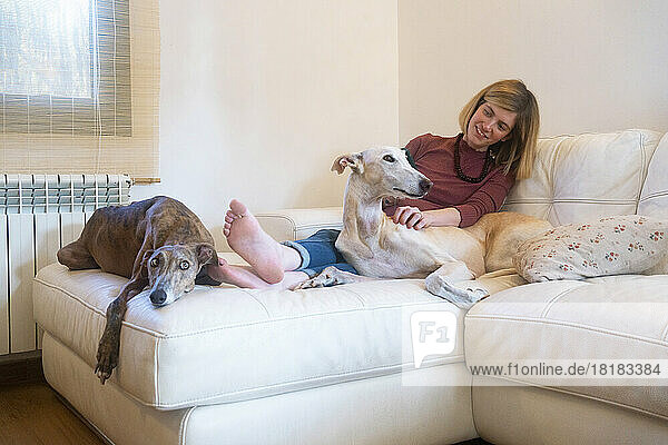 Lächelnde Frau mit spanischen Windhunden sitzt zu Hause im Wohnzimmer