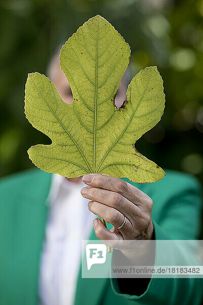 Hands of senior woman showing fig leaf
