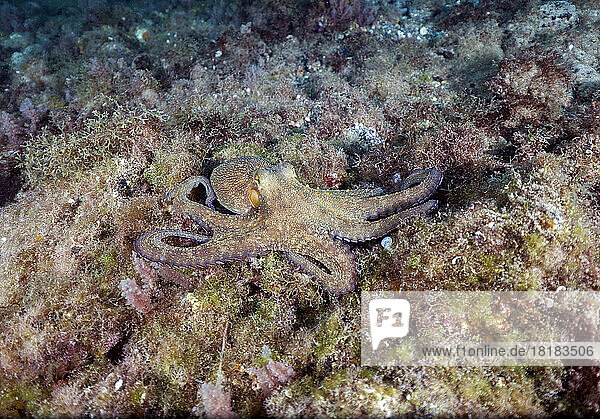 Common octopus (Octopus vulgaris) resting on ocean floor