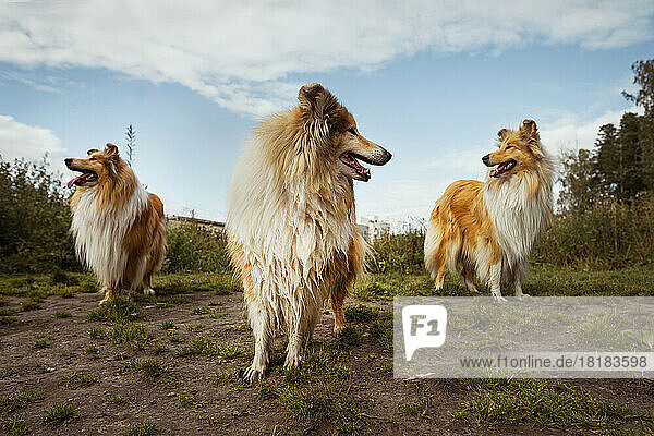 Collie dogs standing together under cloudy sky in nature