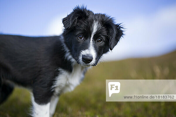 Black border collie puppy at meadow