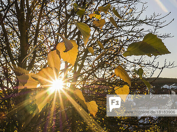 Setting sun shining through branches of bare autumn trees