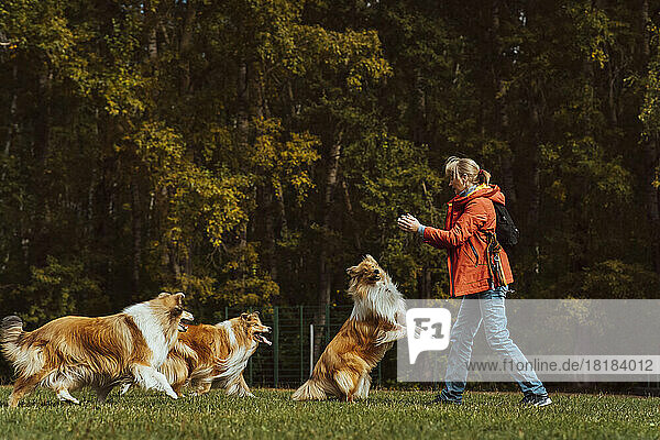 Woman playing with collie dogs in park