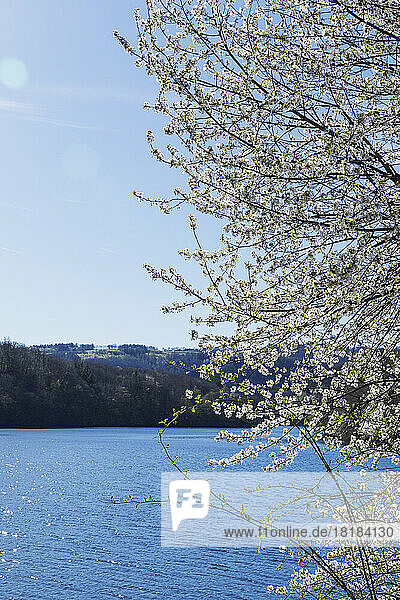 Blühender Kirschbaum vor dem See an einem sonnigen Tag
