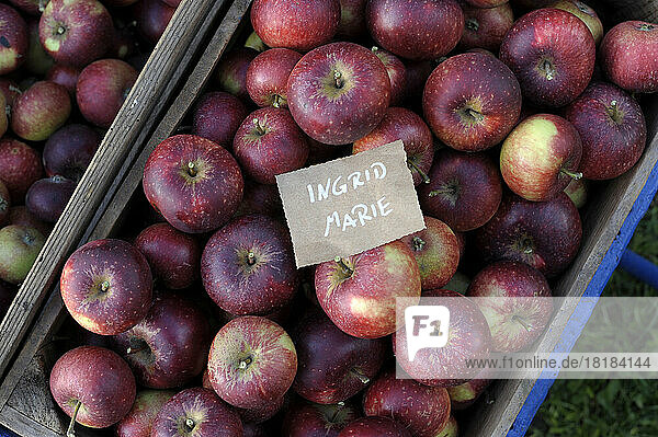 Crate of fresh ripe Ingrid Marie apples