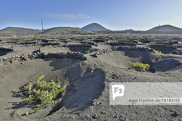 Spain  Canary Islands  Tias  Volcanic vineyard on Lanzarote island