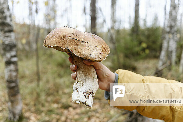 Hand of girl holding porcini mushroom in forest