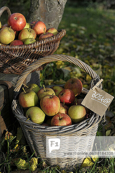 Baskets of fresh ripe Boskoop apples