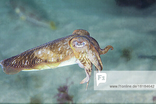 Undersea view of European common cuttlefish (Sepia officinalis)