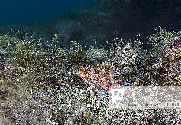 Undersea view of Madeira rockfish (Scorpaena maderensis)