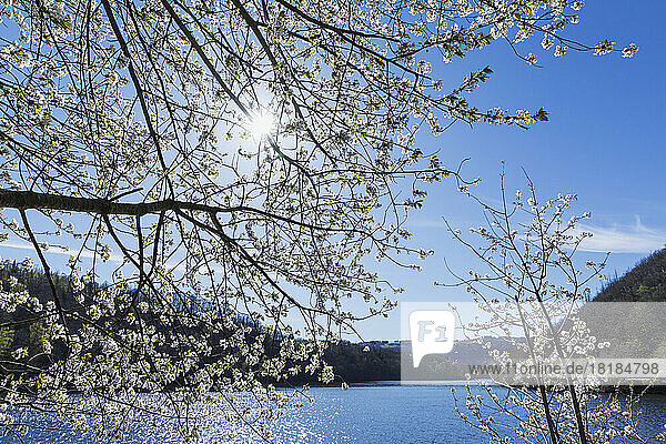 Blühender Kirschbaum unter blauem Himmel an einem sonnigen Tag
