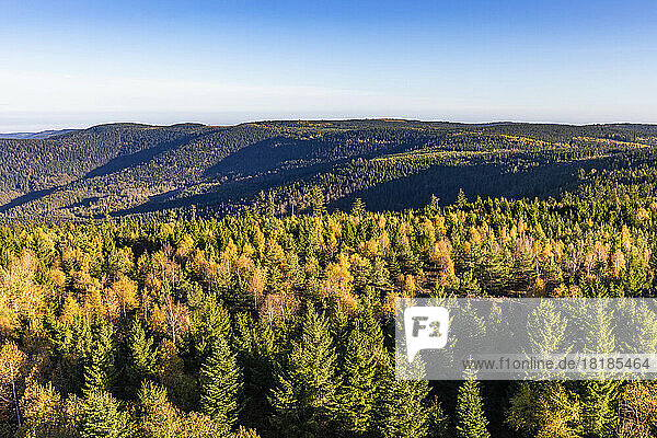 Germany  Baden-Wurttemberg  Kaltenbronn  Spruce woodland in Black Forest range