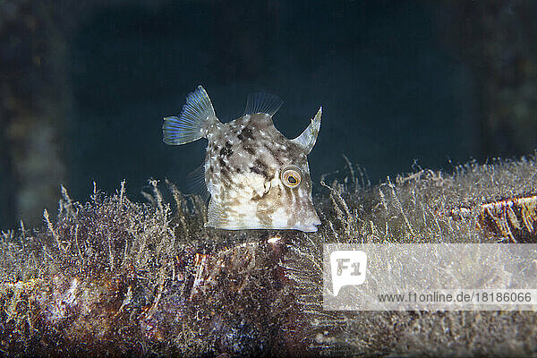 Undersea view of planehead filefish (Stephanolepis hispidus)