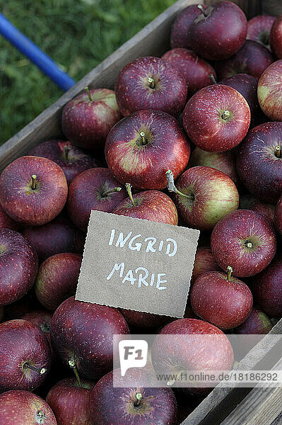Crate of fresh ripe Ingrid Marie apples