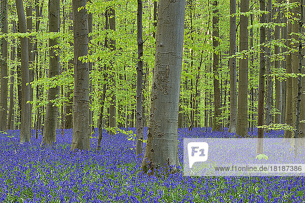 Bluebells (Hyacinthoides non-scripta) blooming in beech forest