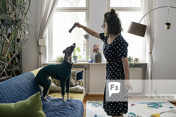 Side view of woman giving obedience training to dog standing on sofa at home