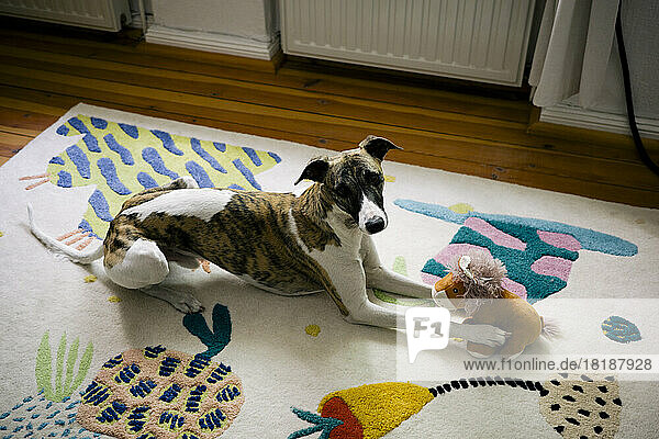 Hohe Winkel Ansicht der Hund sitzt mit Stofftier auf Teppich zu Hause