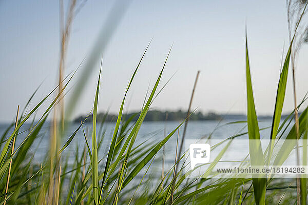 Close up of grass by lake
