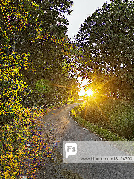 Road through forest during sunset
