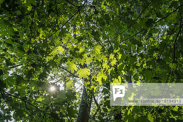 Sunshine from behind branches of maple tree
