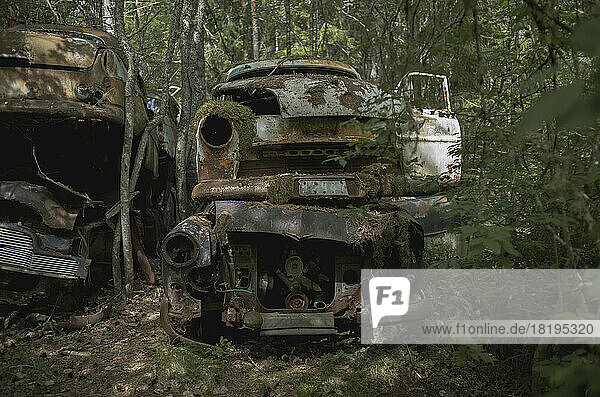 Stack of abandoned cars in forest