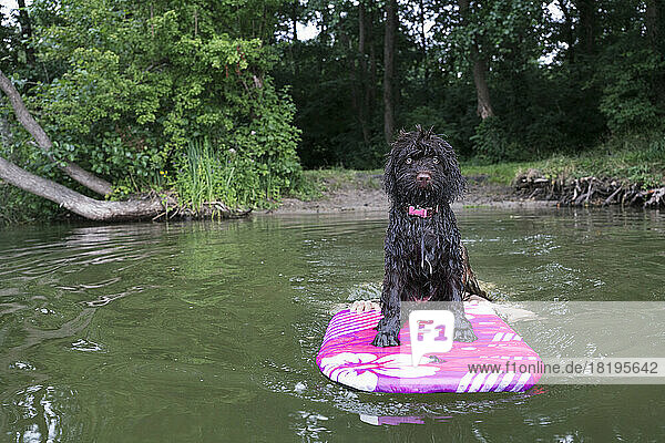 Portrait cute  wet Barbet dog riding paddleboard on lake