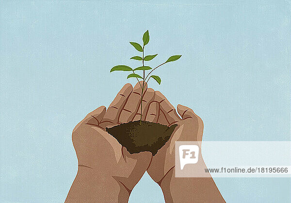 Close up hands cupping sapling growing in soil