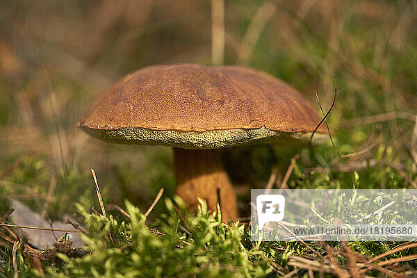 Close up brown Bay Bolette mushroom growing in woods