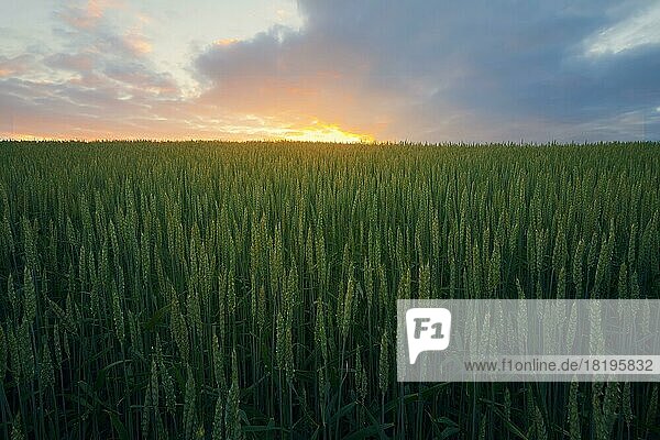 Schöner Sonnenuntergang Himmel über grünen Roggen Feld in ruhigen ländlichen Gegend