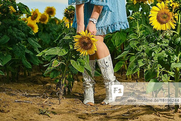 Weibliche Beine im blauen Kleid posieren zwischen Sonnenblumen