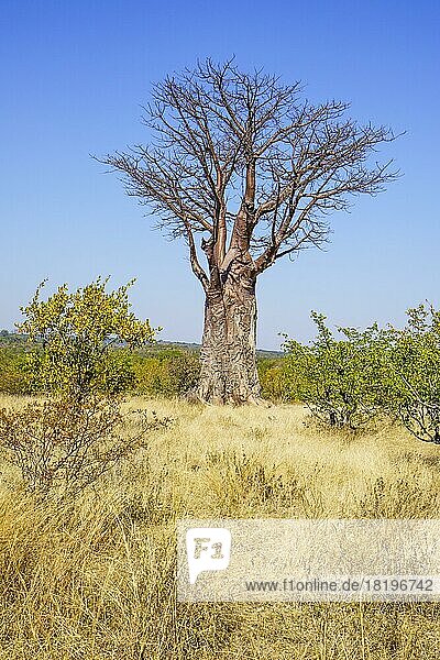 Afrikanischer Affenbrotbaum (Adansonia digitata) ohne Blätter im afrikanischen Busch. Victoriafälle  Simbabwe  Afrika
