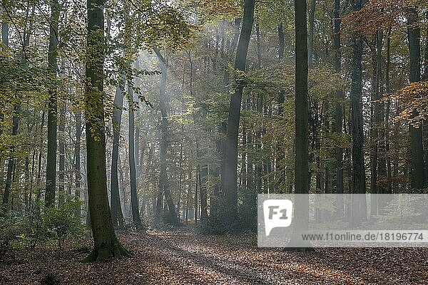 Buchenwald im Herbst mit Sonnenstrahlen  Münsterland  Nordrhein-Westfalen  Deutschland  Europa
