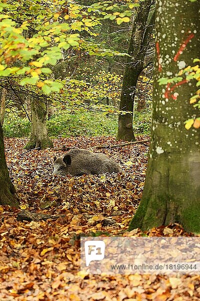 Wildschwein (Sus scrofa) Keiler liegt aufmerksam im bunten Herbstlaub  Allgäu  Bayern  Deutschland  Europa