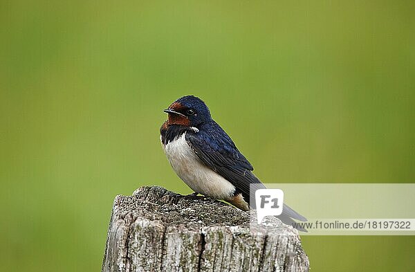 Barn Swallow (Hirundo rustica) on a perch