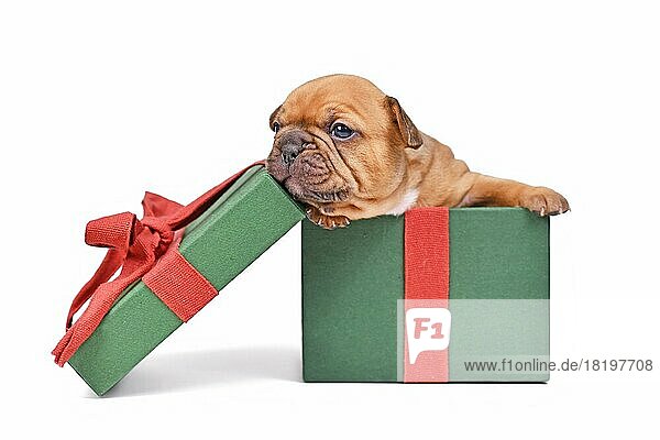 Red fawn Französisch Bulldog Welpe sitzt in grünen Weihnachtsgeschenk-Box auf weißem Hintergrund