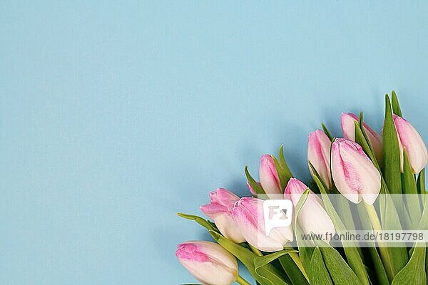 Bouquet von weißen und rosa Tulpe Frühlingsblumen in der Ecke des hellblauen Hintergrund mit leeren Kopie Raum
