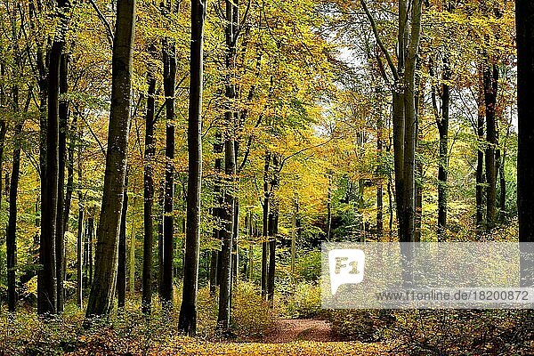 Weg durch einen Buchenwald mit Herbstlaub  Hunsrück  Rheinland-Pfalz  Deutschland  Europa