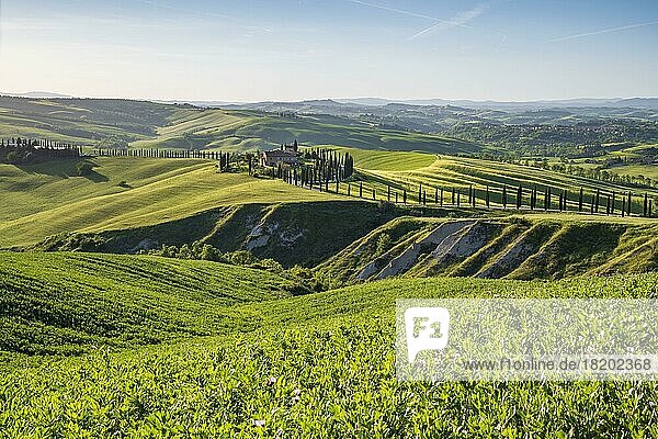 Landgut Agriturismo Baccoleno mit Zypressenallee (Cupressus)  Asciano  Crete Senesi  Siena  Toskana  Italien  Europa